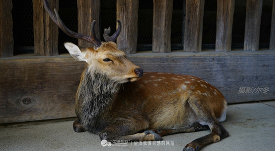 長(zhǎng)老級(jí)的鹿 攝影/爾冬