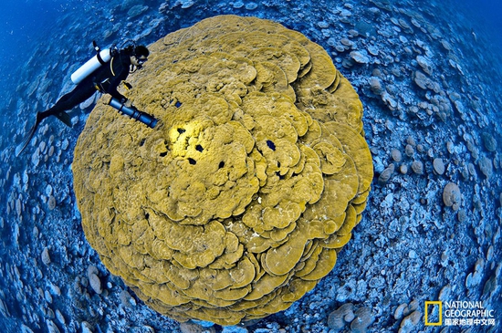 金曼礁國家紀(jì)念區(qū)，太平洋攝影：Brian Skerry，國家地理創(chuàng)意版