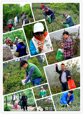 在這么美的地方體驗(yàn)采茶，簡直太有感覺了