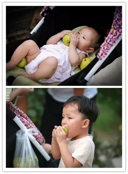 純天然無公害，新鮮采摘，直接入口！