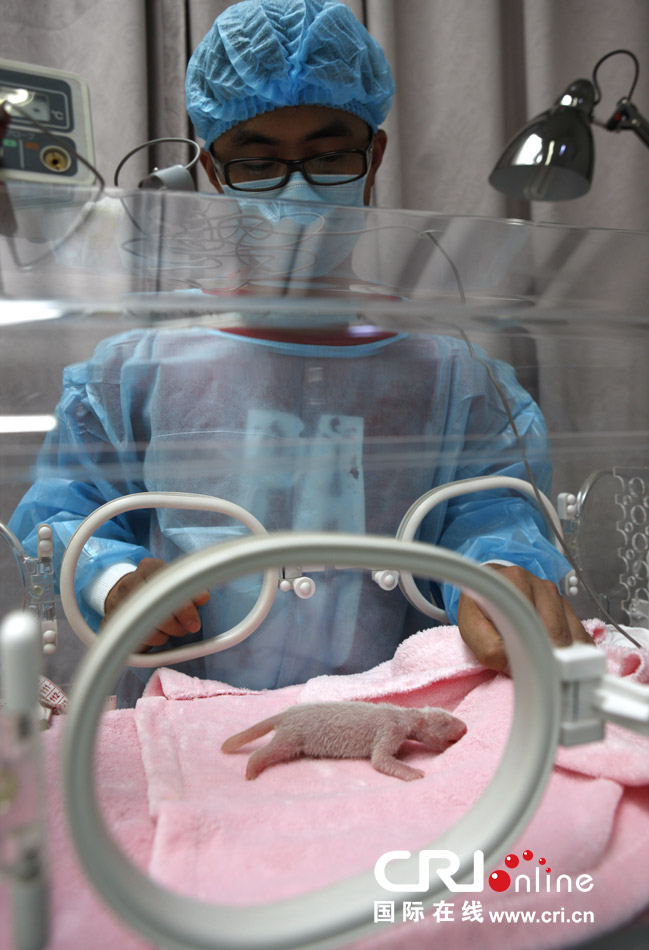 2013年7月11日，成都大熊貓繁育研究基地月亮產(chǎn)房，工作人員在照顧新生大熊貓寶寶。