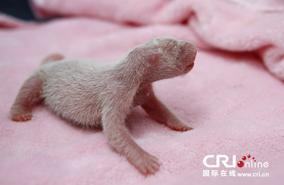 2013年7月11日，成都大熊貓繁育研究基地月亮產(chǎn)房，新生大熊貓寶寶在育嬰箱里憨態(tài)可掬。