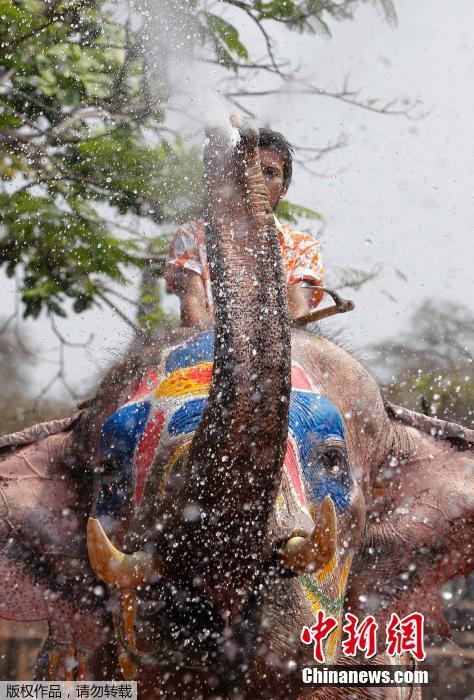 泰國民眾迎接潑水節(jié) 大象長鼻秒變“水槍” 泰國民眾迎接潑水節(jié) 大象長鼻秒變“水槍”