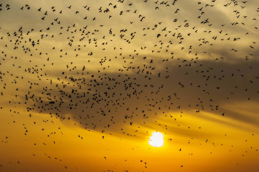 江蘇省連云港市贛榆區(qū)上空出現(xiàn)火燒云景觀，成群海鳥迎著霞光在天空中翩躚起舞，場面蔚為壯觀。