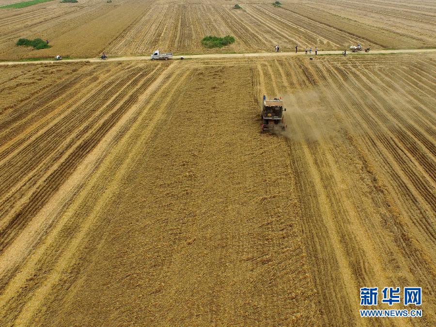 這是5月28日在河南省南陽市唐河縣甘河灣村航拍的麥?zhǔn)宅F(xiàn)場(chǎng)。