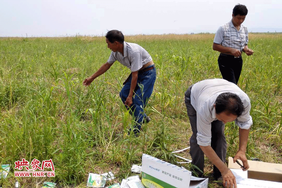 村民在撿拾散落的農(nóng)藥袋，身后是被毀的玉米。
