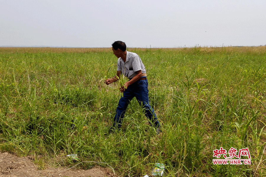 被農(nóng)藥摧毀的玉米。