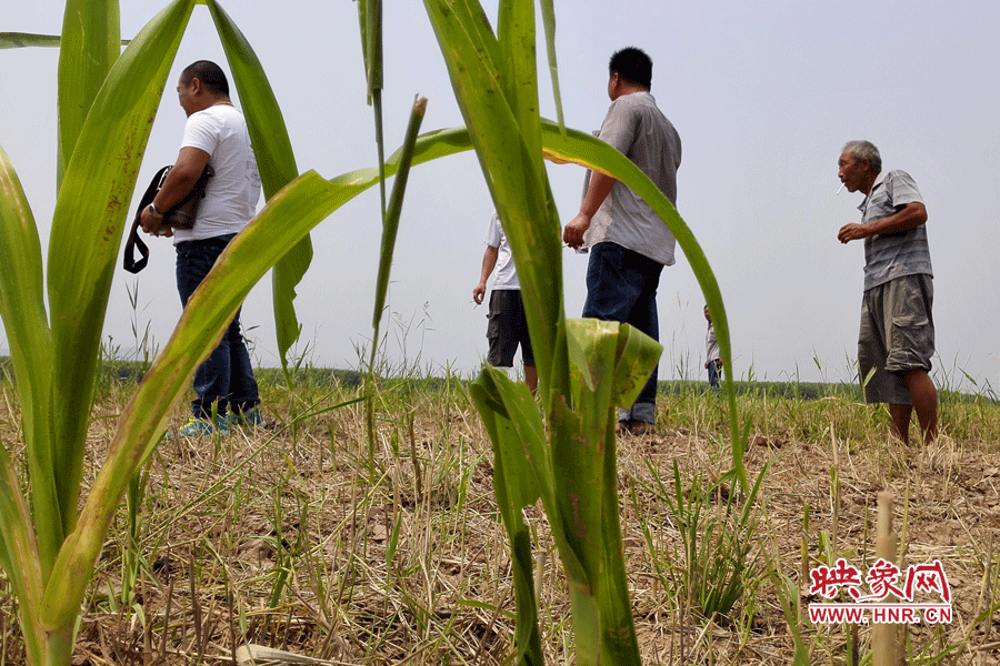 耙過的玉米地殘留的玉米。
