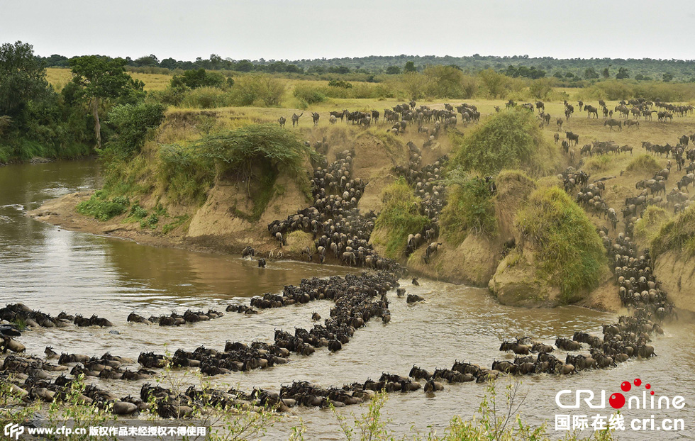 當?shù)貢r間2015年9月4日，肯尼亞馬賽馬拉，角馬大遷徙。