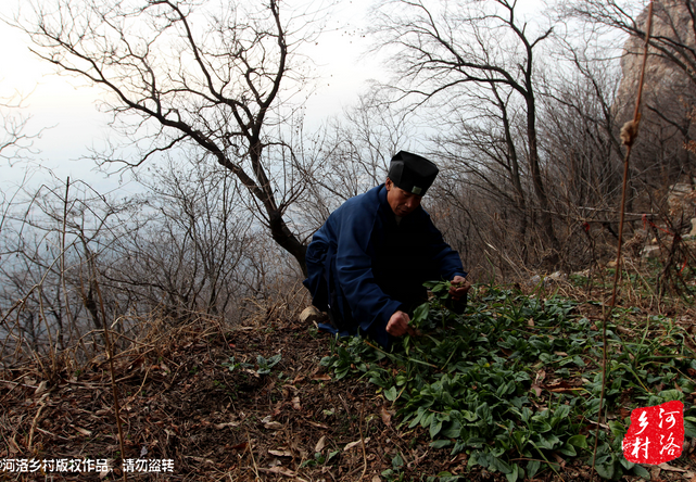 山上缺雨少水，不大的一方菜地。是他和另一個(gè)道友的菜地，老崔的蔬菜倒也擺弄的一片生機(jī)盎然。