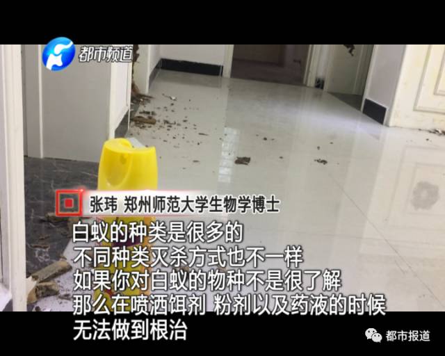 蟻?zhàn)宕筌娙肭?！十幾萬裝修的新家被“吃掉”