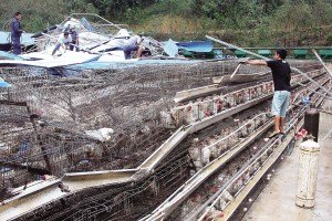 11月13日，位于三亞市吉陽鎮(zhèn)的三亞市菜籃子蛋雞基地，工人們正在搶修雞舍設(shè)施。