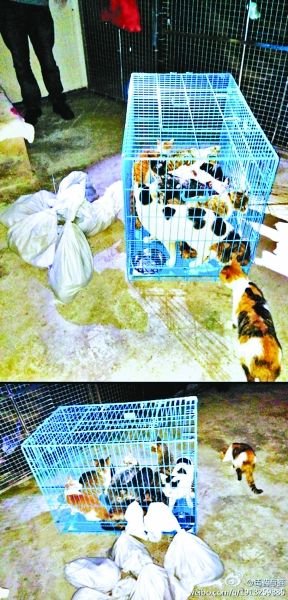 志愿者將放生的貓抓捕回來，這些貓等待領(lǐng)養(yǎng)