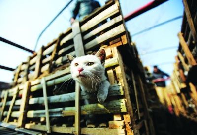 貨車上被販運(yùn)的貓。 記者陳亮 攝