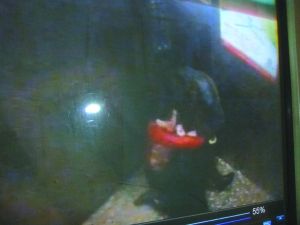 侯某被摁倒割喉。