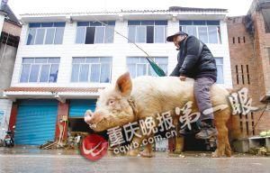 蔣大爺騎著他的種豬出門，回頭率很高。