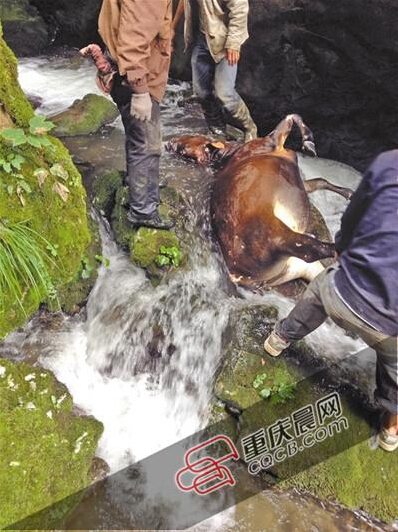 黃牛掉到懸崖下的小溪中。