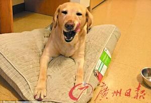 機智的導盲犬尤蘭達。