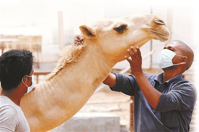 5月12日，印度工人在沙特利雅得外的一家農場與駱駝接觸時戴著口罩