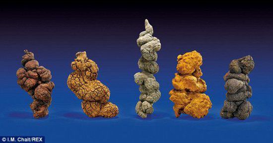 古時(shí)海龜五份糞便樣本也將拍賣。