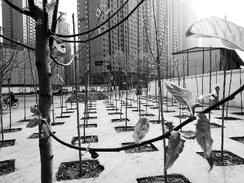 英協(xié)路沈莊北街路口空地上，城管雇人種的100多棵樹(shù)已經(jīng)長(zhǎng)出了嫩芽