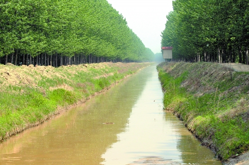 黃河引水支渠上游沖下來(lái)大量死魚