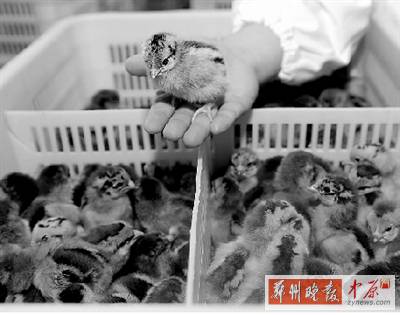 五一過后，雞苗價(jià)格逐步漲至2元