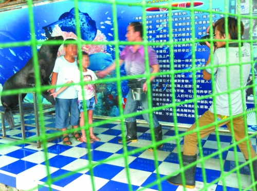 海獅就這樣被飼養(yǎng)員和攝影師擺弄，稍不聽話就會遭到毒打。