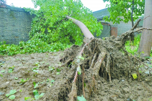 在焦作馬村區(qū)白莊老村，大樹被狂風(fēng)刮倒。