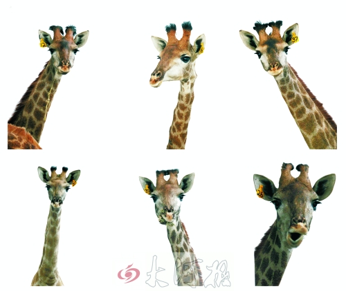 不是我們“高高在上”，只是個(gè)子太高就看看臉吧！