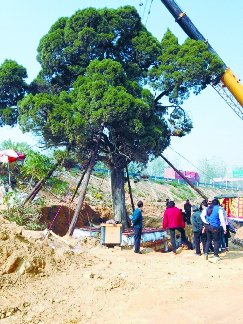 村民日夜守護(hù)著大柏樹 村民日夜守護(hù)著大柏樹