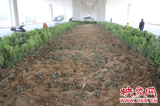 4月17日，當記者經(jīng)過該路段時，發(fā)現(xiàn)那些“大葉女貞”并沒有繼續(xù)留在橋下生長，而是被悄悄移走了。