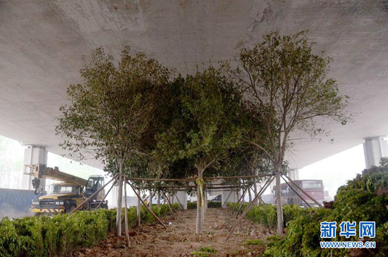 鄭州紫辰路與南三環(huán)交叉口向西，南三環(huán)快速路立交橋下，種植了40余棵大葉女貞，樹木已與立交橋底齊高。