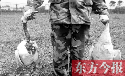 濟(jì)源一山間農(nóng)場遭襲，死傷200多只大鵝