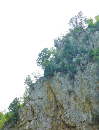 南太行山崖長的只是側(cè)柏,不是崖柏。