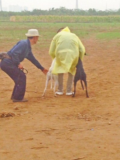 上場(chǎng)前，狗主人進(jìn)場(chǎng)撫摸自己的愛犬，給它打氣加油。