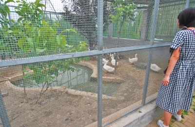 救助鳥類的大籠子里沒有鳥類，鴨子和鵝占了“鵲巢