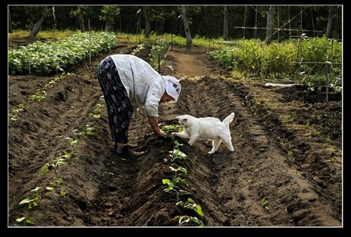 祖母與貓的溫情世界 祖母與貓的溫情世界