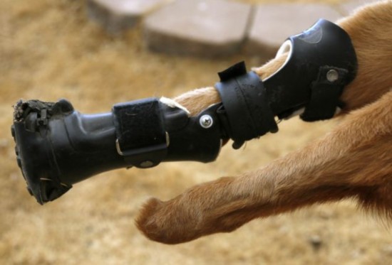 小狗裝義肢后獲新生 小狗裝義肢后獲新生