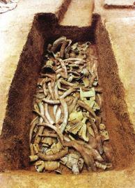 　　1月15日,青關(guān)山發(fā)掘出的大量象牙。攝影張磊　