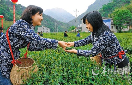 　　名茶六安瓜片原產(chǎn)地,游客身穿采茶女服裝在茶園體驗(yàn)采摘新茶的樂趣。