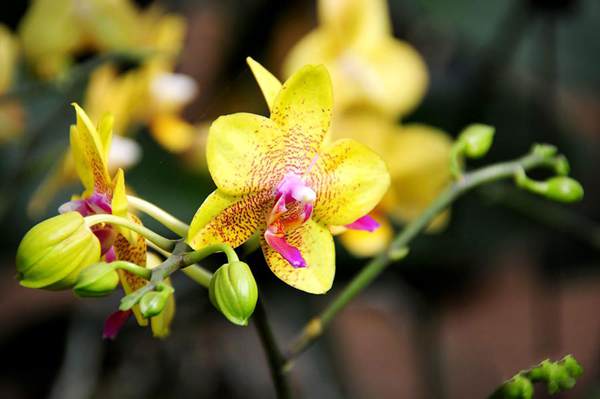 過年7天樂，老家河南春節(jié)享樂全攻略