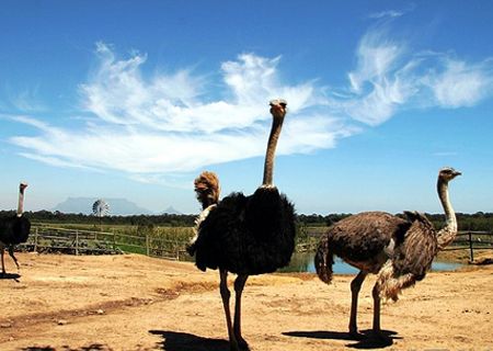 春節(jié)去哪兒？出游地圖告訴您！