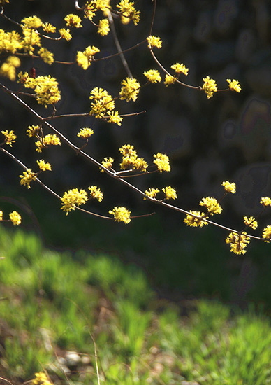 有一種呼喚，叫春天里的蟒河！