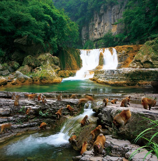 小長假游客扎堆蟒河、擠爆猴山