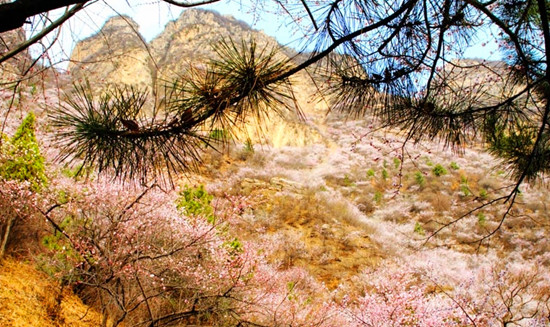 新鄉(xiāng)秋溝賞桃花 春季撞出桃花運(yùn) 新鄉(xiāng)秋溝賞桃花 春季撞出桃花運(yùn)