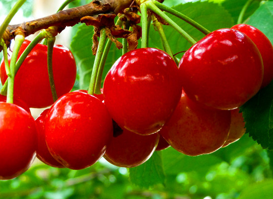 春來(lái)喜洋洋 賞花許昌城 春來(lái)喜洋洋 賞花許昌城