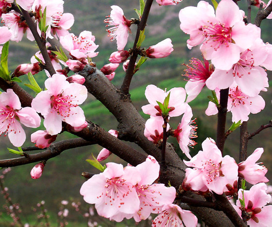 春來(lái)喜洋洋 賞花許昌城 春來(lái)喜洋洋 賞花許昌城