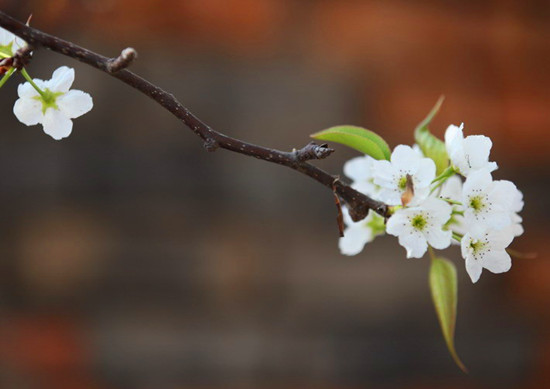 春來(lái)喜洋洋 賞花許昌城 春來(lái)喜洋洋 賞花許昌城