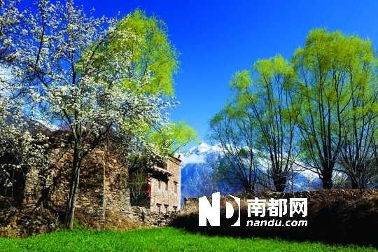 　　三月里,川西北的梨花盛放,寨子、碉樓、梨花……構(gòu)成最美的丹巴風(fēng)光。